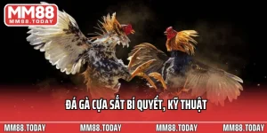 Đá Gà Cựa Sắt