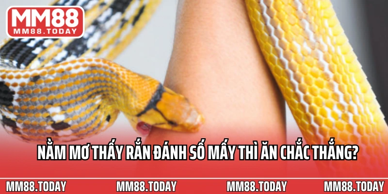 Nằm mơ thấy rắn đánh số mấy thì ăn chắc thắng?